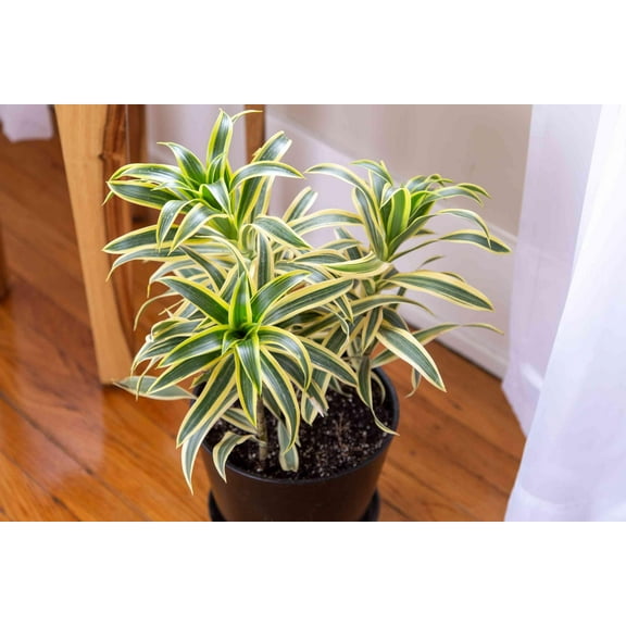 RedCrocus Pleomele Song of India Indoor Plant - Tall Evergreen Foliage, Easy Care, Pet Warning, Tropical Houseplant 14" Pot