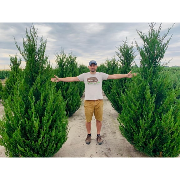 RedCrocus Spartan Juniper | Dense Evergreen Shrub for Hedges, Privacy, and Accent | Low Maintenance, Drought Tolerant, Pet Safe, Container Friendly 3 Gallon