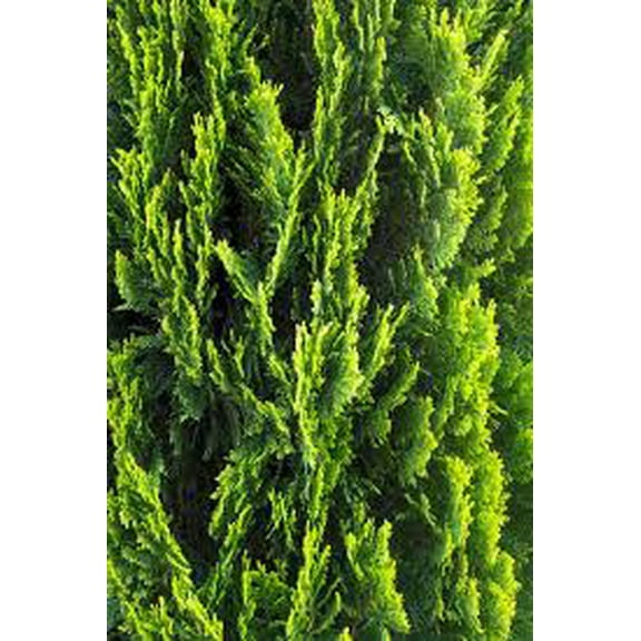 RedCrocus Spartan Juniper Live Plant - Dense Evergreen Columnar Shrub, Full Sun, Drought & Cold Tolerant, Perfect for Privacy Screens & Landscape 6 Gallon Nursery Pot