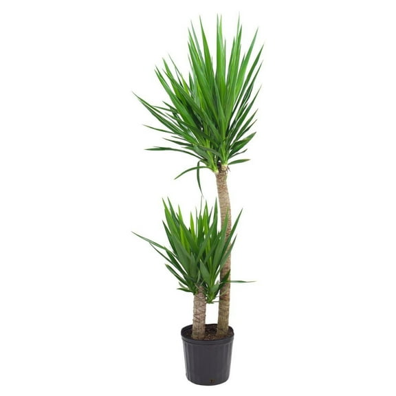 RedCrocus Spineless Yucca, Yucca Cane Indoor Plant, Drought-Tolerant, Evergreen, Low Maintenance, Container Friendly 10" Pot