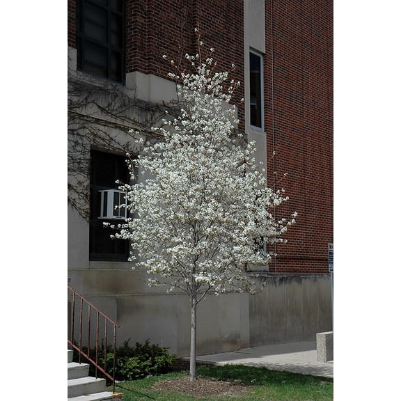 RedCrocus Spring Flurry Allegheny Serviceberry Amelanchier laevis, Pollinator-Attracting Shrub, Deciduous, Full Sun/Part Shade, Garden, Foundation, Border Plant, Pet Safe 15 Gallon