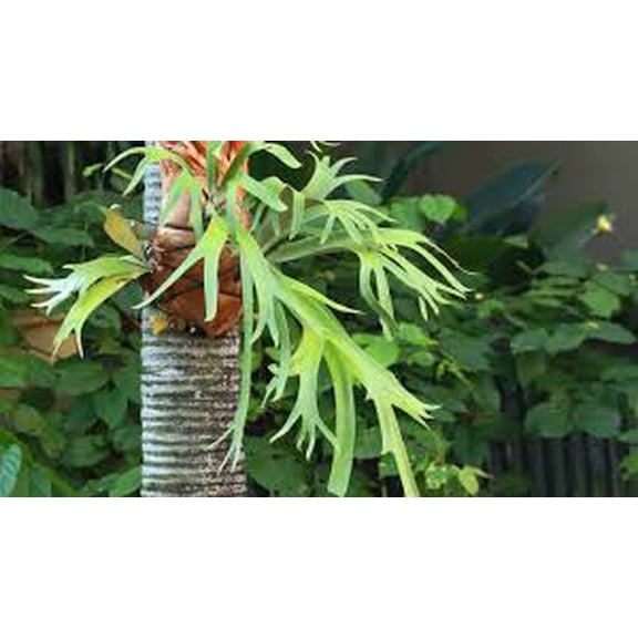 RedCrocus Staghorn Fern - Indoor Epiphyte, Non-Toxic, Easy Care, Mounting Display, Tropical Foliage for Home & Garden 12" Moss Pot