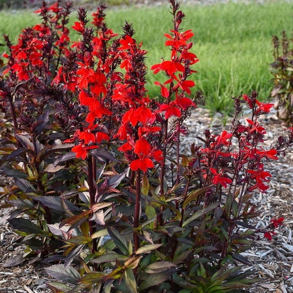 RedCrocus Starship Scarlet Cardinal Flower-Vibrant Perennial for Gardens and Containers  1 Gallon