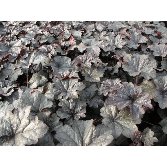 RedCrocus 'Steel City' Coral Bells Heuchera- Vibrant Foliage, Pollinator Attraction, Container & Shade Garden Plant, Deer & Pet Friendly 1 Gallon
