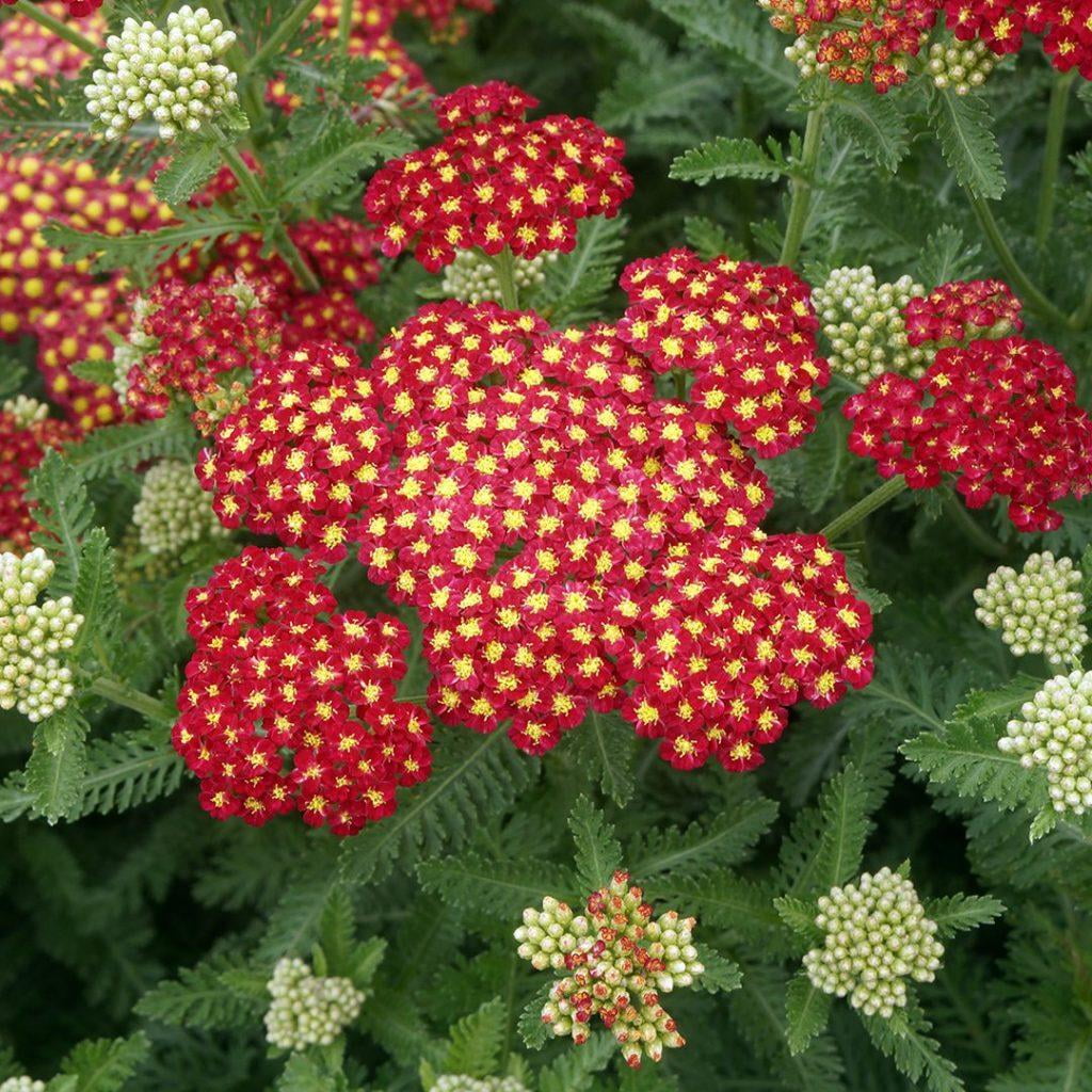 RedCrocus Strawberry Seduction Yarrow - Vibrant Perennial, Pollinator ...