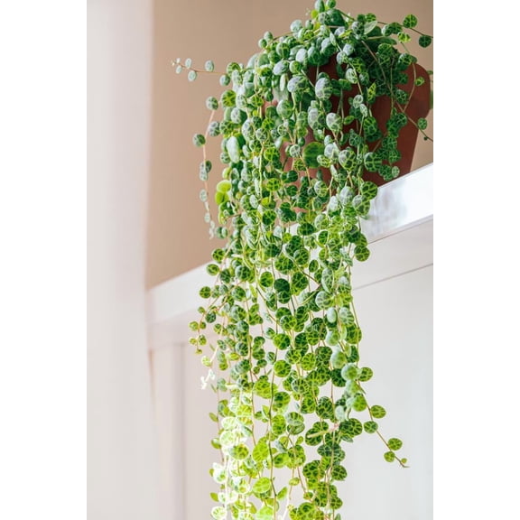 RedCrocus String of Turtles Succulent- Unique Trailing Plant for Indoors & Outdoors- Easy Care, Toxics to Pets, Attracts Pollinators, Perfect for Hanging Baskets & Rock Gardens 4.5" Hangi