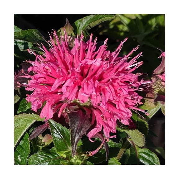 RedCrocus Sugar Buzz Bubblegum Blast Bee Balm - Vibrant Pink Flowers, Fragrant, Pollinator Attractant - Easy Care Perennial for Garden & Containers 1 Gallon