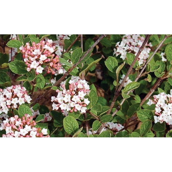 RedCrocus Sugar N' Spice Koreanspice Viburnum- Fragrant Spring Blooming Shrub for Borders & Pollinator Attraction, Hardy, Deciduous Plant  10 Gallon
