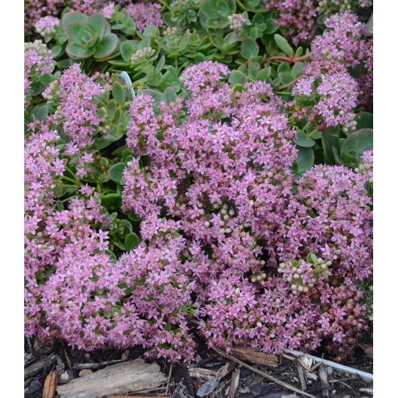 RedCrocus SunSparkler Lime Zinger Succulent - Drought-Tolerant, Pollinator-Attracting Plant for Garden & Containers  1 Gallon (Pack of 12)