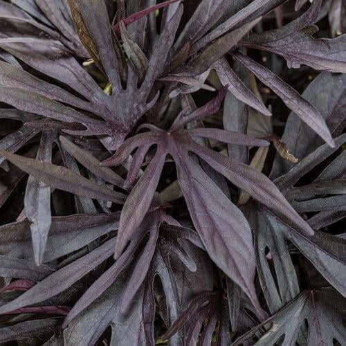 RedCrocus Sweet Caroline Medusa Black Sweet Potato Vine | Trailing Foliage for Gardens & Containers | Fast Growing, Ornamental, Easy Care | SPF Zones 9-11 4.5" Pot (Pack of 6)