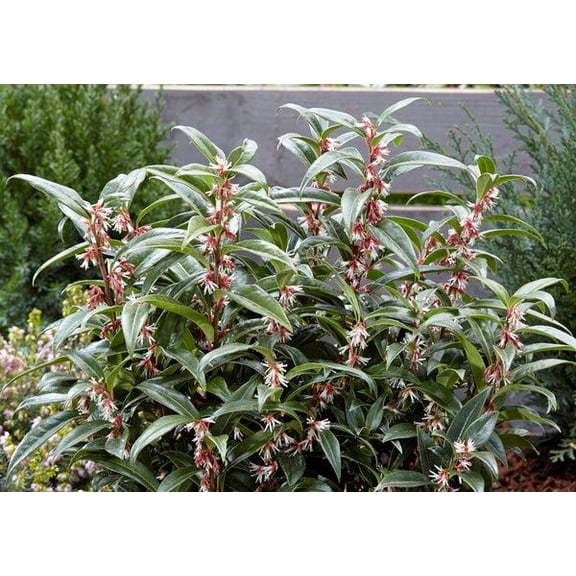 RedCrocus Sweetbox Sarcococca hookeriana var. humilis- Evergreen, Fragrant, Pet-Friendly Shade Shrub for Borders, Containers & Gardens 2 Gallon