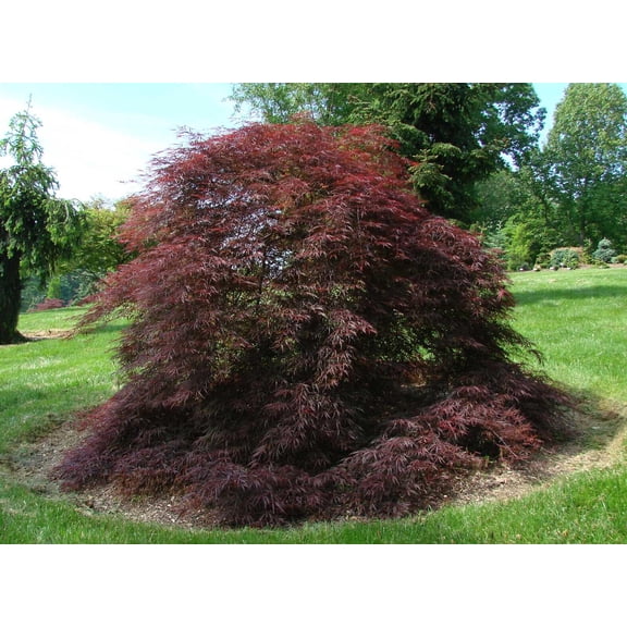 RedCrocus Tamukeyama Weeping Japanese Maple- Finely Dissected Foliage, Stunning Fall Colors, Container & Landscape Plant, Zone 5-8 2/3' h, 2/3' w 10 Gallon