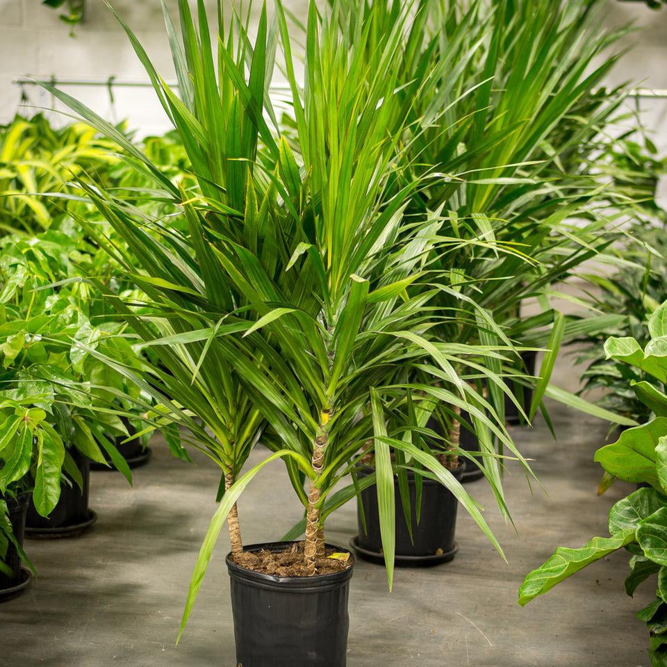 Cat Garden Plants