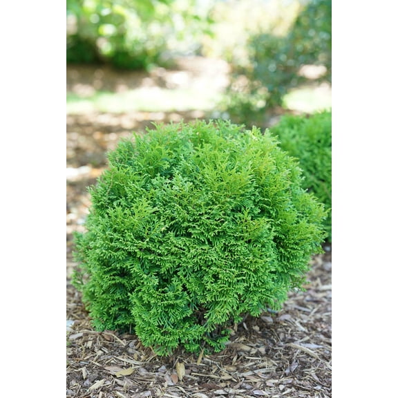 RedCrocus Tater Tot American Arborvitae-Dwarf Evergreen for Small Gardens 15/18" h 3 Gallon