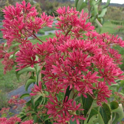 RedCrocus 'Temple of Bloom' Seven Sons Flower Heptacodium miconioides- Fragrant white blooms, attractive bark, pollinator-friendly shrub, container suitable, ideal for gardens & borders  10 Gallon