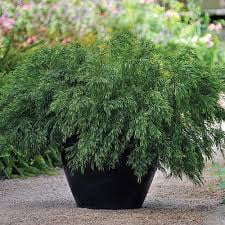 RedCrocus Thuja occidentalis Emerald Squeeze Live Plant, Compact Columnar Evergreen Arborvitae for Privacy Hedges, Entries & Containers 4" Pot
