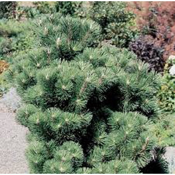 RedCrocus Pinus Thunderhead Japanese Black Pine - Evergreen Conifer for Garden & Landscape  3 Gallon Nursery Pot