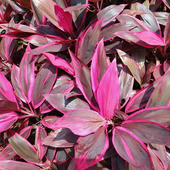Ti Plant-Assorted-Colorful Tropical Foliage 10" Pot