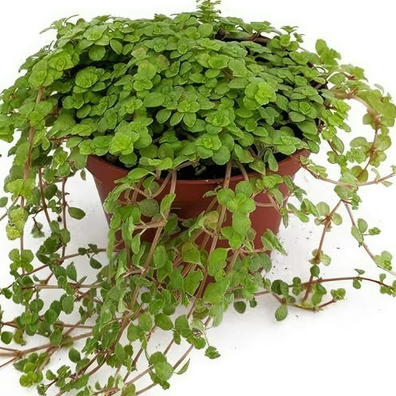 RedCrocus Tiny Tears Pilea-Pilea depressa-Charming low-growing plant for terrariums 6" Hanging Basket