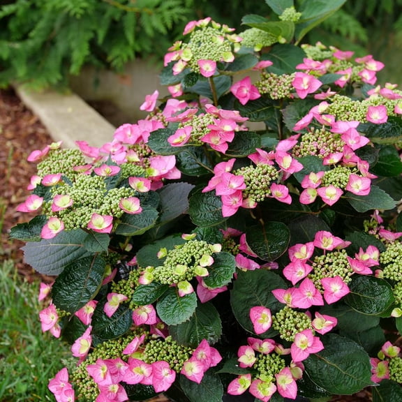 RedCrocus 'Tuff Stuff' Mountain Lacecap Hydrangea- Compact, Shade-Loving Bush with Blue Blooms, Pet & Deer Resistant for Gardens & Containers 5 Gallon