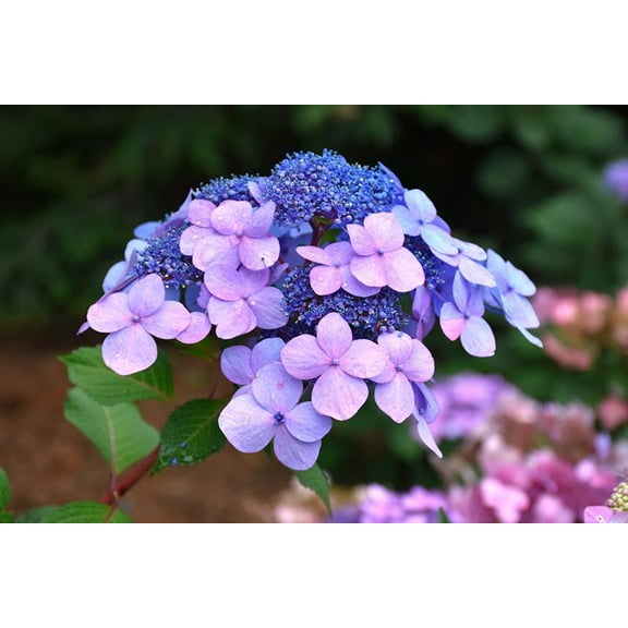 RedCrocus Twist-n-Shout Bigleaf Hydrangea | Deciduous, Blooming Shrub for Shade Gardens & Containers 7 Gallon