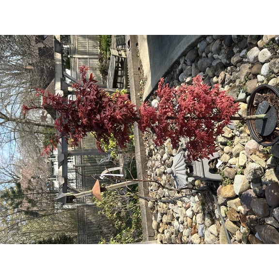 RedCrocus Twombly's Red Sentinel Japanese Maple- Vibrant Red Foliage, Container Friendly, Garden Accent, Shade Tree, Deer Resistant, Well-Draining Soil Plant 10 Gallon