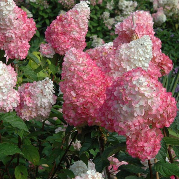 RedCrocus Vanilla Strawberry Hydrangea Panicle Shrubs  Vibrant Blooming Bush for Gardens, Borders & Cut Flowers, Pollinator-Friendly, Deciduous, Full Sun to Partial Shade  10 Gallon