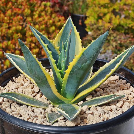 RedCrocus Variegated Agave Live Plant, Architectural Succulent, Drought Tolerant, Full Sun, Great for Containers & Xeriscape Gardens 6"