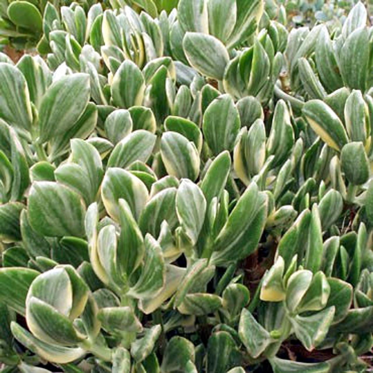 RedCrocus Variegated Jade Plant | Succulent Crassula Ovata | Indoor  Friendly, Low Maintenance, Bright Sun, Drought Tolerant | 1-2 ft 4" Pot  (Pack of 2) - Walmart.com