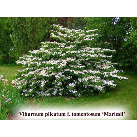 RedCrocus Viburnum plicatum var. tomentosum 'Mariesii' Doublefile Viburnum Shrub for Gardens, Borders, and Landscaping, Attractive Blooms  7 Gallon