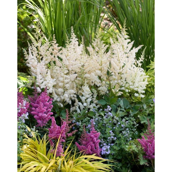 RedCrocus Visions in White Delight False Spirea Astilbe chinensis - Shade-loving, pollinator-attracting perennial with white feathery plumes, suitable for woodland gardens and borders  2 Gallon