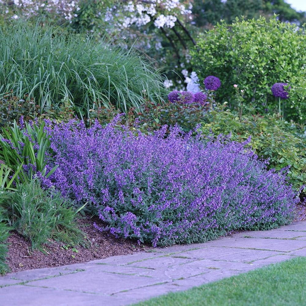 Lavender Ground Cover