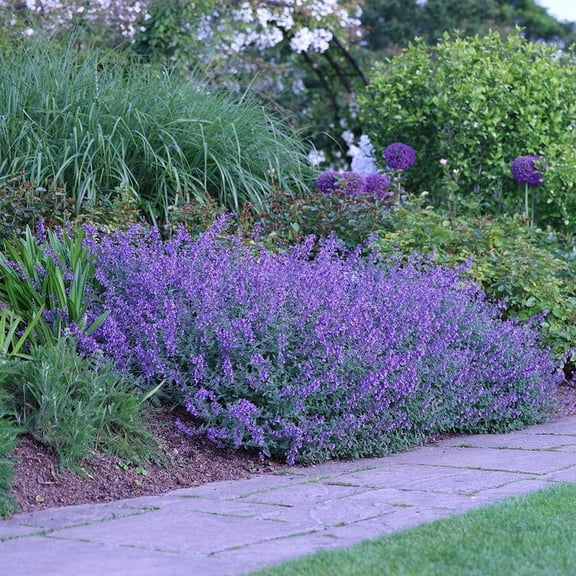 RedCrocus Walker's Low Catmint Nepeta racemosa, Aromatic Grey-Green Foliage, Lavender-Blue Flowers, Pollinator Attractant, Ground Cover, Low Maintenance Garden Plant 2 Gallon
