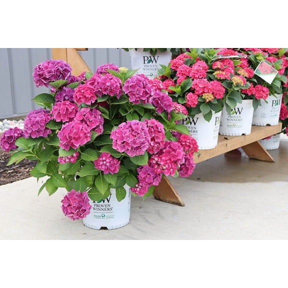 RedCrocus Wee Bit Grumpy Bigleaf Hydrangea | Vibrant Mophead Flowers | Container & Garden Bed | Pollinator Attractant | Hardy Zones 4-9 3 Gallon