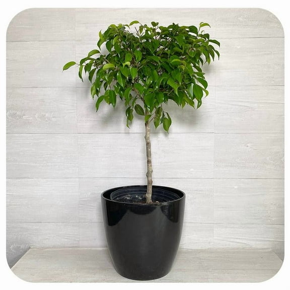 RedCrocus Weeping Fig Ficus benjamina Indoor Plant for Home Decor 10" Pot