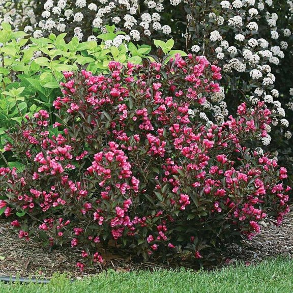 RedCrocus Weigela Florida 'Wine and Roses' Deciduous Shrub, Pink Flowers, Rich Burgundy Foliage for Borders, Hedges, Garden Beds, Containers, and Landscape 5 Gallon