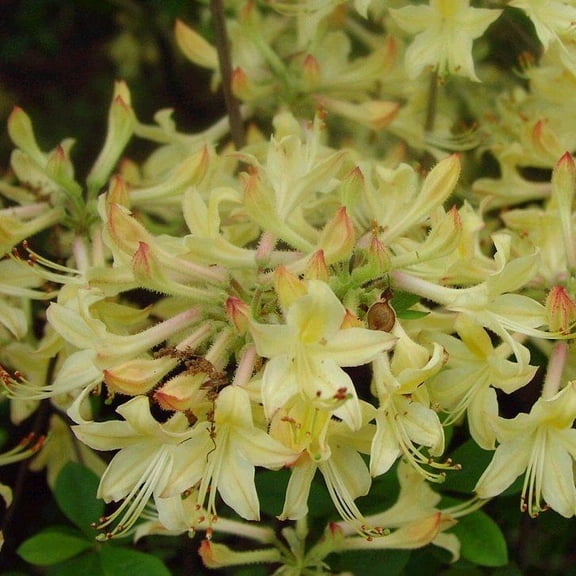 RedCrocus Weston's Lemon Drop Azalea- Vibrant Lemon-Yellow Blooms, Deciduous Shrub for Gardens, Borders & Containers, Pet Safe, Attractive for Pollinators  7 Gallon