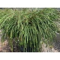 thumbnail image 1 of RedCrocus Whipcord Arborvitae Live Plant - Thuja plicata 'Whipcord' Evergreen Conifer, Mounding Fountain Form for Landscape or Containers  3 Gallon Nursery Pot, 1 of 12