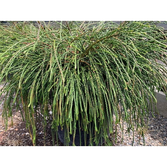 RedCrocus Whipcord Arborvitae Live Plant - Thuja plicata 'Whipcord' Evergreen Conifer, Mounding Fountain Form for Landscape or Containers  3 Gallon Nursery Pot