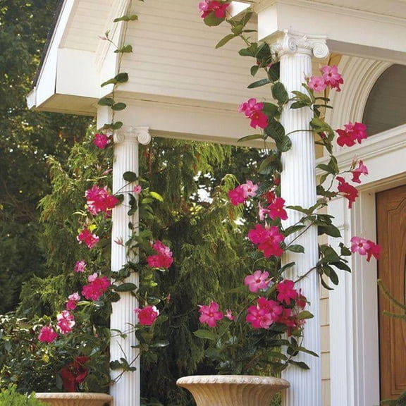 RedCrocus White Mandevilla Trellis Climbing Plant- Vibrant White Flowers, Pollinator Attractant, Ideal for Patios, Fences & Containers, Hardy Zones 8-11 6" Pot