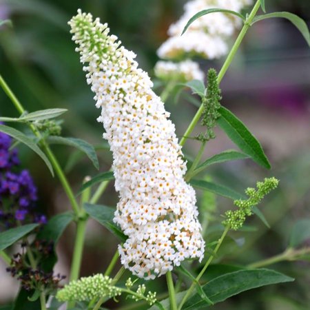 White Profusion Butterfly Bush- Fragrant, Pollinator-Attracting Shrub for Gardens | Fast-Growing, Full Sun, Deer Resistant, Container Friendly 3 Gallon