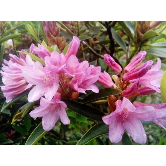 Rhododendron Plants