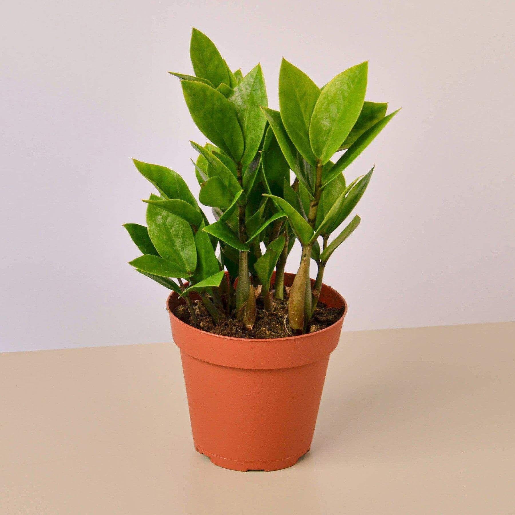 monstera deliciosa variegata for sale Monstera Variegata – Lesser Variegated – Subtle White & Green Variegation –  Available in 12cm, 17cm, 21cm Pots – Plantlovers main image 1