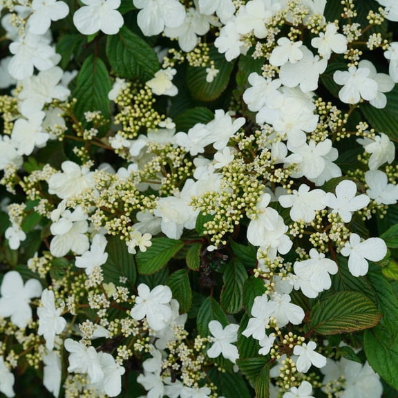 RedCrocus Steady Eddy Doublefile Viburnum- Spring-Blooming Shrub for Garden Beds & Borders, Attracts Pollinators, Deer Resistant, Container Friendly, Full Sun to Partial Shad