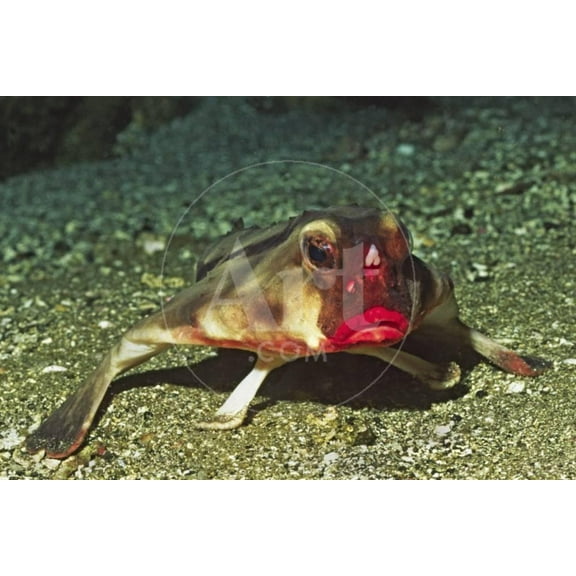 RedLipped Batfish, Unframed Photographic Print Wall Art by Hal Beral Sold by ArtCom