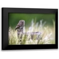 thumbnail image 1 of Redaelli, Marco 18x13 Black Modern Framed Museum Art Print Titled - Little Owl, 1 of 5