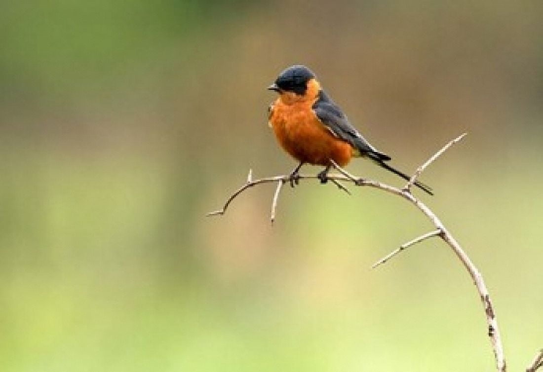 Redbreasted Swallow Hluhulwe South Africa Canvas Art - Maresa Pryor DanitaDelimont (17 x 12)