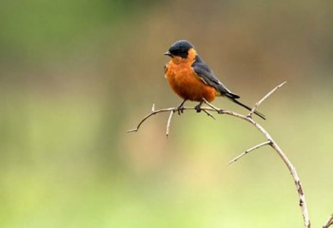 Redbreasted Swallow Hluhulwe South Africa Canvas Art - Maresa Pryor DanitaDelimont (34 x 24)