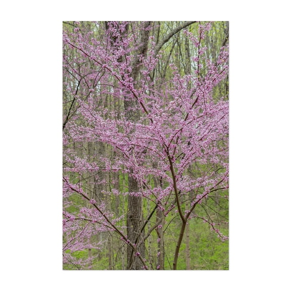 Redbud Tree in Bloom on an April Day in PA - Pennsylvania Photography Nature Floral Woodland Forest Botanical Scenic Unframed Wall Art Print 4 x 6 inches