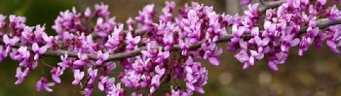 Redbud Tree Blossoms Canvas Art - Panoramic Images (43 x 12)